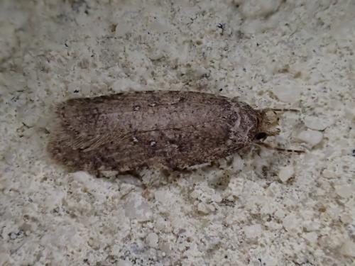 Réf. 300 425 : Agonopterix sp.
